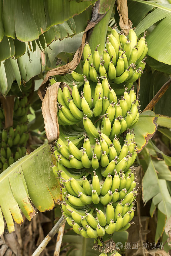 香蕉果树农业