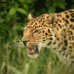 惊人的特写照片的捷豹虎美洲虎在丰富多彩的生机勃勃的景观