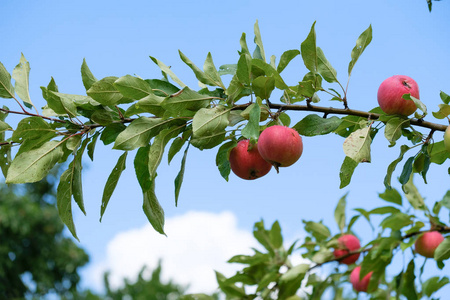 成熟的红苹果挂在树上