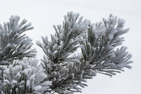 杉木树针上的积雪关闭了图片