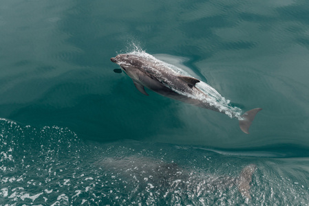 快速的海豚在大海野生动物