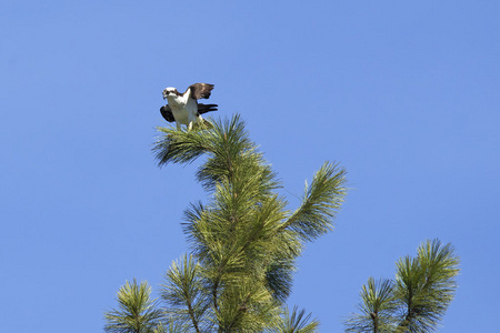 鱼鹰栖息在树上