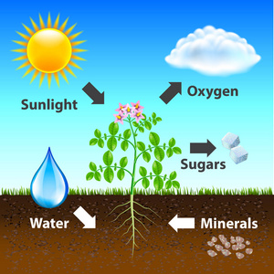 光合作用图矢量背景照片写实插画