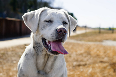 白色年轻拉布拉多猎犬犬狗看起来很漂亮