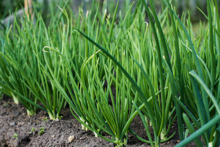 花园床上的洋葱葱生长在一张床上照片