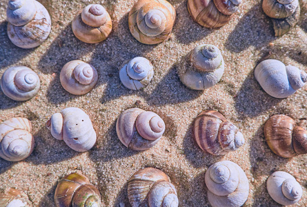 海边沙滩上的贝壳上的夏日图案