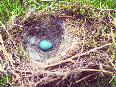 蓝知更鸟的巢框鸟巢与一浅蓝色 (天蓝色) 蛋照片