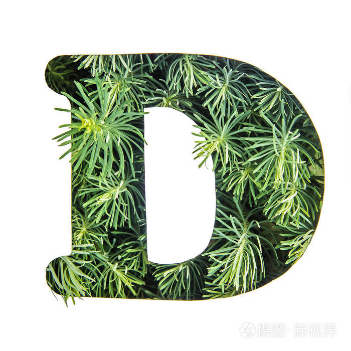 美丽的字母d 英语字母表由绿色的草 Portulac 隔离在白色背景照片 正版商用图片0pwg9y 摄图新视界