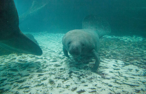 佛罗里达海牛也叫西印度海牛或海牛 Trichechus manatus 在咸水中游泳