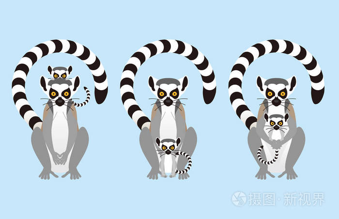 环尾狐猴动物插画-正版商用图片0pwhoh-摄图新视界