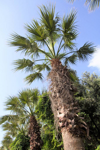 棕榈树风景在天空自然