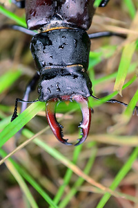 雨后草地上的湿鹿甲虫 Lucanus 鹿