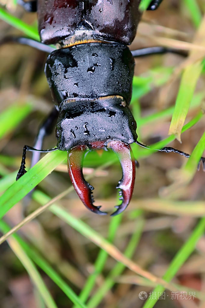 雨后草地上的湿鹿甲虫lucanus鹿