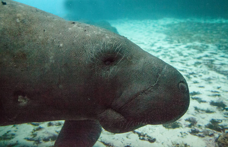 佛罗里达海牛也叫西印度海牛或海牛 Trichechus manatus 在咸水中游泳