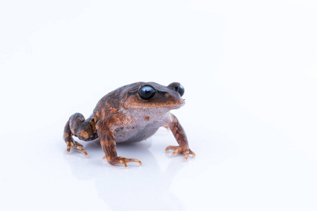 Leptobrachium chapaense 白眼睛的小青蛙 青蛙在白色背景。泰国两栖动物