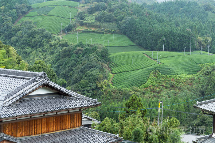 茶园和日本的房子