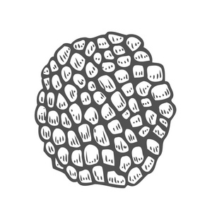 手画的食物素描松露蘑菇手画矢量插图集.