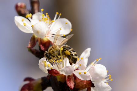 工作杏花的蜂蜜蜂