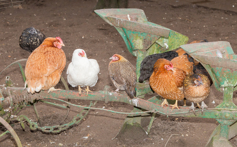 图像的不同鸡站在农业捎上