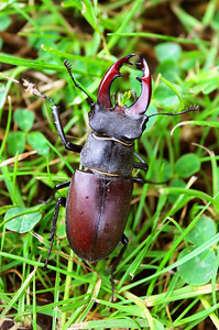 鹿甲虫 Lucanus 鹿 在草地上