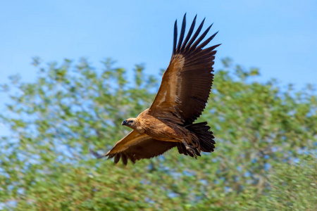 狮鹫外阴Gyps fulvus