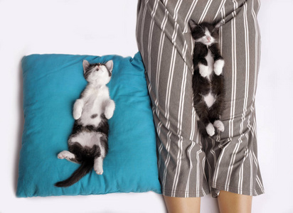 两只可爱的小猫独自睡在一个枕头上另一个女孩的怀里