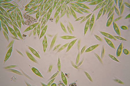 从池塘的微观有机体。骨架股薄