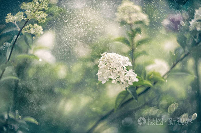 小白绣球花在一个美丽的艺术背景上 在一个晴朗的日子 壁纸照片 正版商用图片0pwmaz 摄图新视界