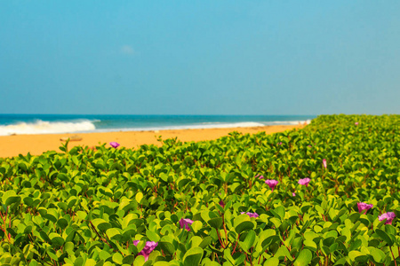 热带风景与海和蓝天。Varkala, 喀拉拉州, 南印度。选择性聚焦前景