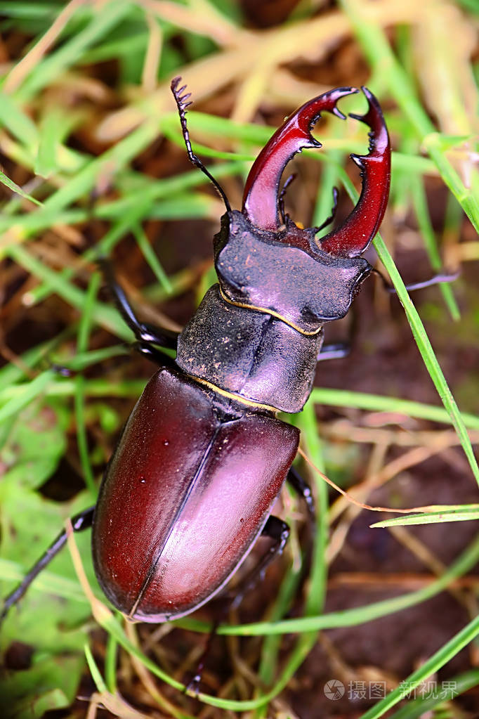 鹿甲虫lucanus鹿在草地上