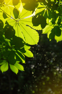 在板栗树上有阳光的绿色新鲜叶子。具有文本空间的夏季或春季背景