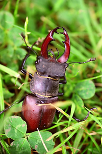 鹿甲虫 Lucanus 鹿 在草地上