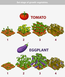 从种子到成熟蔬菜的茄子生长过程