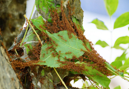 红蚂蚁作为团队来筑巢照片