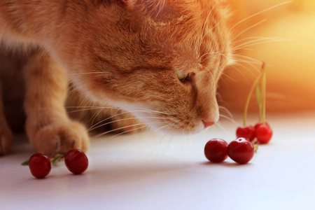 可爱的姜猫和樱桃。夏天 cocept。好奇心去探索。复制空间