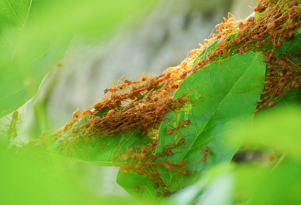 红蚂蚁作为团队来筑巢