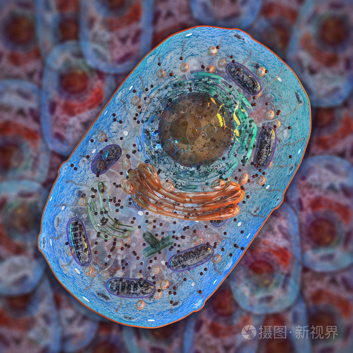 动物细胞内部结构