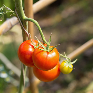 成熟的西红柿挂在灌木上种植园图片