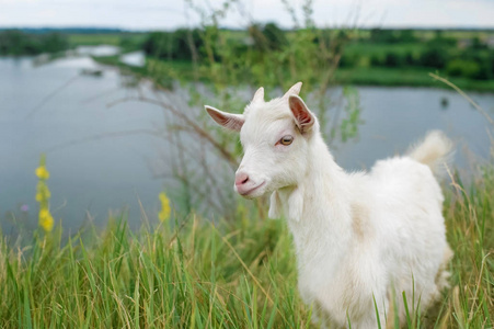一只白色的小山羊在大自然中;在河的背景上的幼山羊;草原上的山羊在一