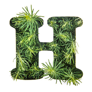 美丽的字母 h 英语字母表由绿色的草, portulac, 隔离在白色背景照片