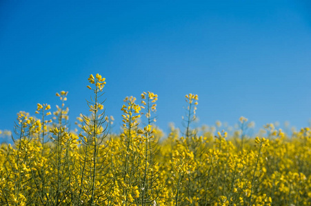 油菜田，盛开油菜花