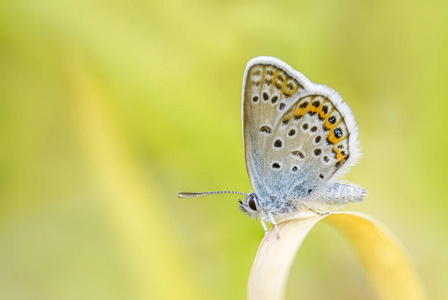 银色镶嵌的蓝色蝴蝶Plebejus 守卫, 美丽的彩色 buttefly 从欧洲草甸和草原