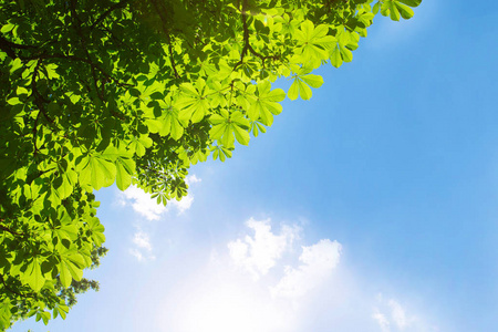 绿色的叶子在栗子树上, 蓝色的天空。具有文本空间的夏季或春季背景