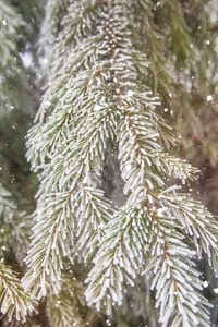 美丽的冬景, 贺卡或飞溅绿色云杉覆盖着雪, 霜外, 雪下降