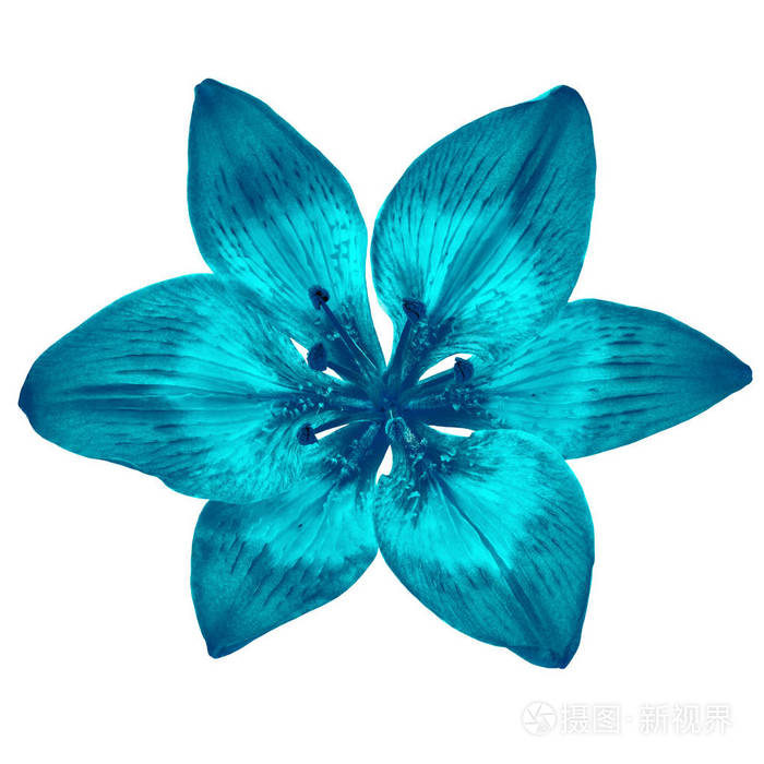 花蔚蓝青色百合在白色背景被隔绝 特写 设计元素照片 正版商用图片0pwv8v 摄图新视界