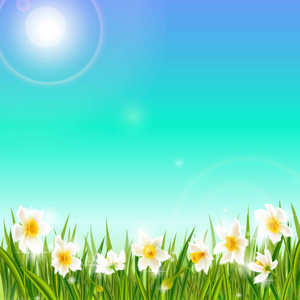 春天背景与水仙水仙鲜花 绿草 燕子和蓝蓝的天空