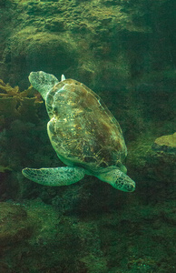 绿海龟稚 mydas 沿珊瑚礁游