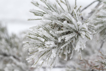 杉木树针上的积雪关闭了