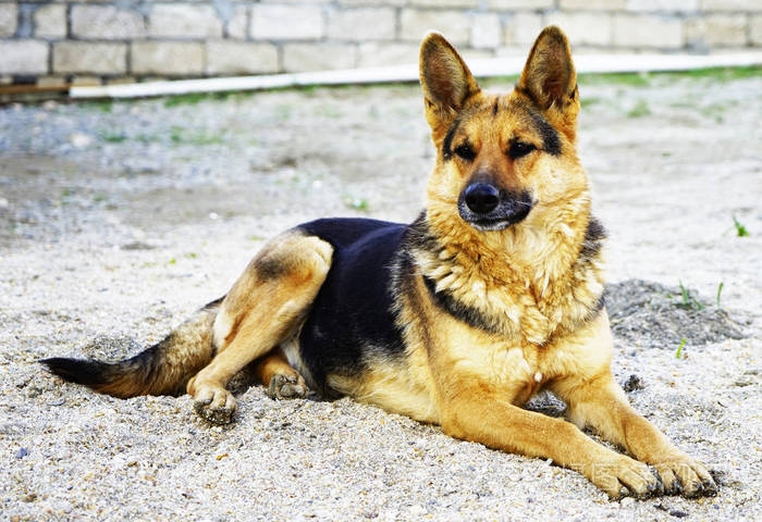 美丽的红黑德国牧羊犬