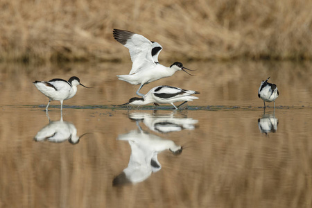 avocetrecvirostra avosetta